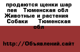 продаются щенки шар-пея - Тюменская обл. Животные и растения » Собаки   . Тюменская обл.